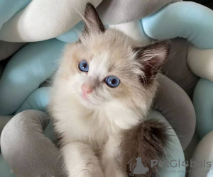 Foto №2 zu Ankündigung № 109870 zu verkaufen ragdoll-katze - einkaufen Griechenland züchter