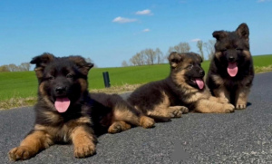 Foto №3. Deutscher Schäferhund. Polen