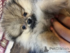 Foto №3. Pommern. Georgien