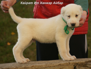 Foto №3. Zentraler asiatischer Schäfer Dog Puppy Male. Russische Föderation