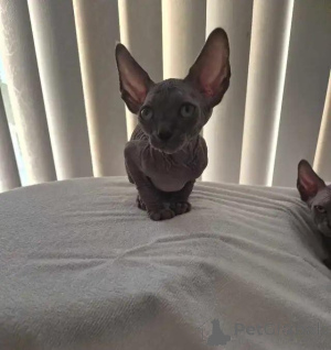 Foto №3. Sphynx-Kätzchen. Deutschland