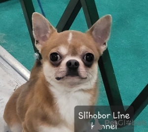 Foto №2 zu Ankündigung № 5526 zu verkaufen chihuahua - einkaufen Russische Föderation quotient 	ankündigung, züchter