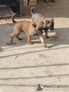 Foto №2 zu Ankündigung № 132414 zu verkaufen belgischer schäferhund - einkaufen Serbien quotient 	ankündigung