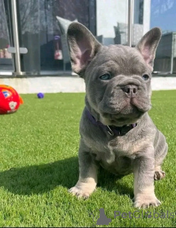 Foto №4. Ich werde verkaufen französische bulldogge in der Stadt Maroon. züchter - preis - verhandelt