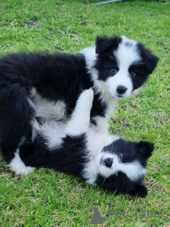 Foto №1. border collie - zum Verkauf in der Stadt Брауншвейг | 100€ | Ankündigung № 129411