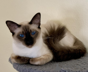 Foto №1. balinesenkatze - zum Verkauf in der Stadt De Aar | 808€ | Ankündigung № 136294