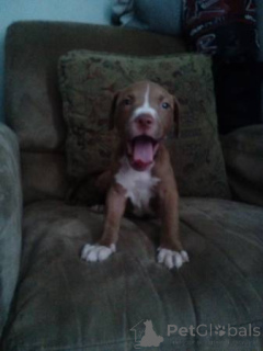 Foto №2 zu Ankündigung № 139168 zu verkaufen american bulldog - einkaufen Deutschland quotient 	ankündigung