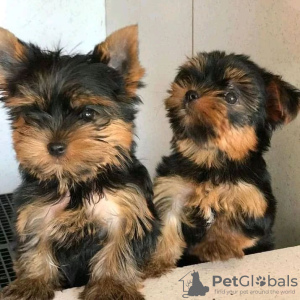 Foto №1. yorkshire terrier - zum Verkauf in der Stadt Pando | 280€ | Ankündigung № 63943