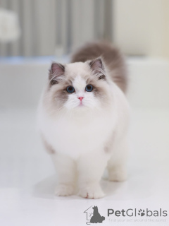 Foto №2 zu Ankündigung № 160076 zu verkaufen ragdoll-katze - einkaufen Schweiz quotient 	ankündigung