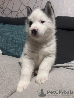 Foto №3. Blue Eyed Siberian Husky Welpen zum Verkauf. USA