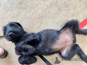 Foto №2 zu Ankündigung № 173087 zu verkaufen schnauzer - einkaufen Portugal quotient 	ankündigung, züchter