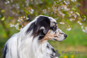 Foto №2 zu Ankündigung № 135616 zu verkaufen australian shepherd - einkaufen Weißrussland quotient 	ankündigung, vom kindergarten, züchter