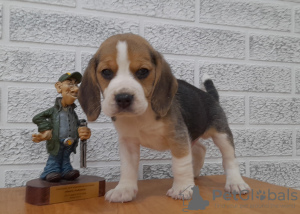 Foto №1. beagle - zum Verkauf in der Stadt Grodno | 211€ | Ankündigung № 42469