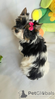 Foto №2 zu Ankündigung № 160376 zu verkaufen  - einkaufen Georgien züchter