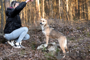 Foto №3. Bettys Pfoten sind 1 Jahr alt, nur 11 kg Glück!. Russische Föderation