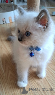 Foto №1. ragdoll-katze - zum Verkauf in der Stadt Hamminkeln | 350€ | Ankündigung № 174766
