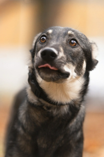 Foto №1. mischlingshund - zum Verkauf in der Stadt Москва | Frei | Ankündigung № 5762