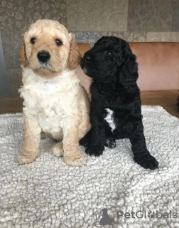 Zusätzliche Fotos: AJ Mini Golden Doodle Puppies jetzt erhältlich!