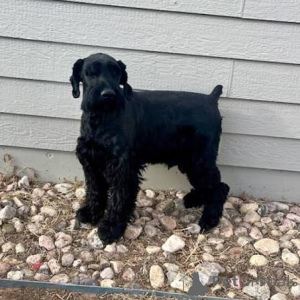 Foto №1. schnauzer - zum Verkauf in der Stadt Arrondissement de Berchtesgaden-Campagne | 484€ | Ankündigung № 172792