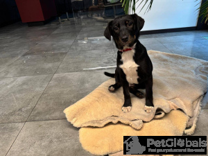 Foto №4. Ich werde verkaufen mischlingshund in der Stadt Москва.  - preis - Frei