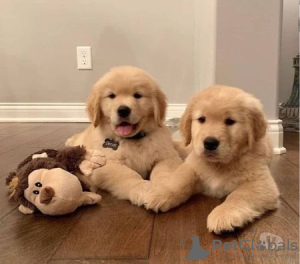 Foto №1. golden retriever - zum Verkauf in der Stadt Даллас | 473€ | Ankündigung № 45587