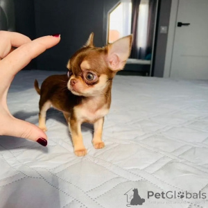 Foto №3. Entzückende Chihuahua-Chioten suchen ein Foyer-Ziel!. Frankreich