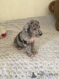 Foto №2 zu Ankündigung № 133076 zu verkaufen deutsche dogge - einkaufen Niederlande quotient 	ankündigung