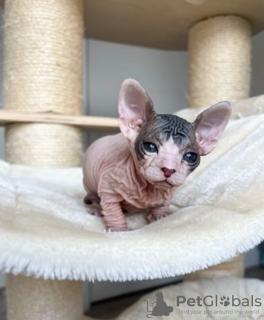 Foto №2 zu Ankündigung № 97890 zu verkaufen sphynx-katze - einkaufen Schweden quotient 	ankündigung