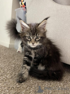 Foto №1.  - zum Verkauf in der Stadt Дюделанж | 350€ | Ankündigung № 141868