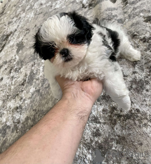 Foto №2 zu Ankündigung № 44773 zu verkaufen shih tzu - einkaufen Deutschland 