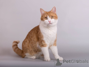 Foto №2 zu Ankündigung № 161799 zu verkaufen  - einkaufen Russische Föderation aus dem tierheim