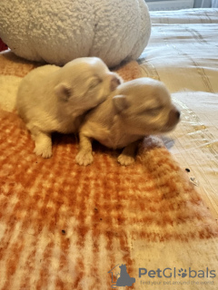 Foto №2 zu Ankündigung № 126702 zu verkaufen pommersche spitz - einkaufen USA 