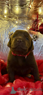Foto №3. Atemberaubende 5-Sterne-Schokoladen-Labradors. Belgien