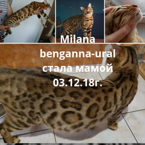 Foto №4. Ich werde verkaufen bengal katzenrasse in der Stadt Orenburg. züchter - preis - 1200€
