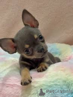 Foto №3. Wunderschöne Chihuahua-Welpen zu verkaufen.. Großbritannien