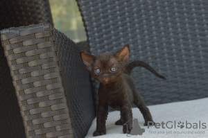 Foto №4. Ich werde verkaufen devon rex in der Stadt München. quotient 	ankündigung, züchter - preis - 380€