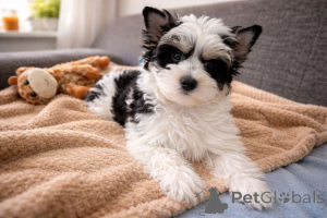 Foto №1. biewer terrier - zum Verkauf in der Stadt Oulu | 350€ | Ankündigung № 167365