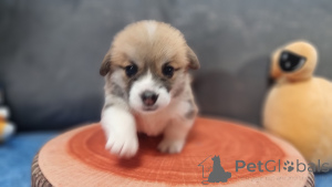 Foto №3. Elite Welpen. Russische Föderation