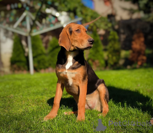 Foto №3. Polnischer Laufhund zkwp FCI. Polen