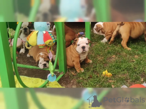 Foto №3. Englische Bulldogge welpen 14 Wochen alt.. Deutschland