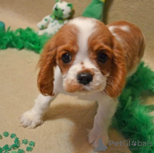 Foto №1. cavalier king charles spaniel - zum Verkauf in der Stadt Helsinki | 300€ | Ankündigung № 75635