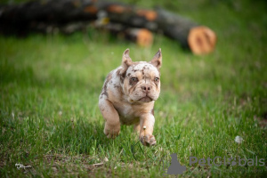 Zusätzliche Fotos: Französische Bulldogge