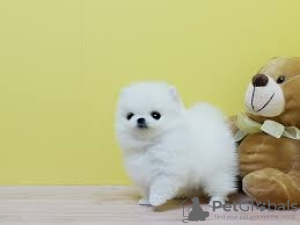 Foto №1. pommersche spitz - zum Verkauf in der Stadt Köln | 1000€ | Ankündigung № 133513