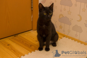 Foto №3. Eine wundervolle schwarze Katze, Kätzchen Charlie, sucht ein Zuhause und eine. Weißrussland