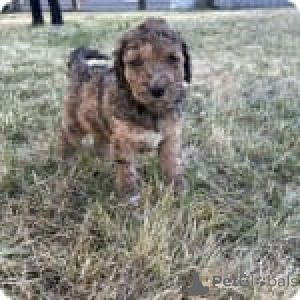 Foto №3. Alda. USA