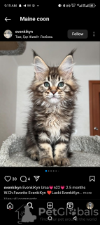 Foto №2 zu Ankündigung № 116327 zu verkaufen maine-coon-katze - einkaufen Schweiz quotient 	ankündigung