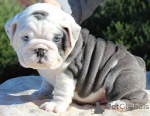 Foto №4. Ich werde verkaufen englische bulldogge in der Stadt Portsmouth.  - preis - verhandelt