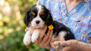 Foto №2 zu Ankündigung № 176477 zu verkaufen cavalier king charles spaniel - einkaufen Serbien züchter