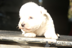 Foto №4. Ich werde verkaufen west highland white terrier in der Stadt Москва. quotient 	ankündigung, vom kindergarten, züchter - preis - 1232€