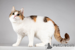 Foto №4. Ich werde verkaufen  in der Stadt Khimki. aus dem tierheim - preis - Frei